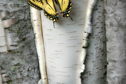 STOCK_SPRING_DAY_84_SWALLOWTAIL_BUTTERFLY_ON_B1.jpg