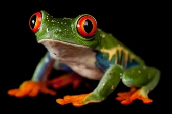 01-frog-day-gallery.ngsversion.1493410969588.adapt.590.11.jpg